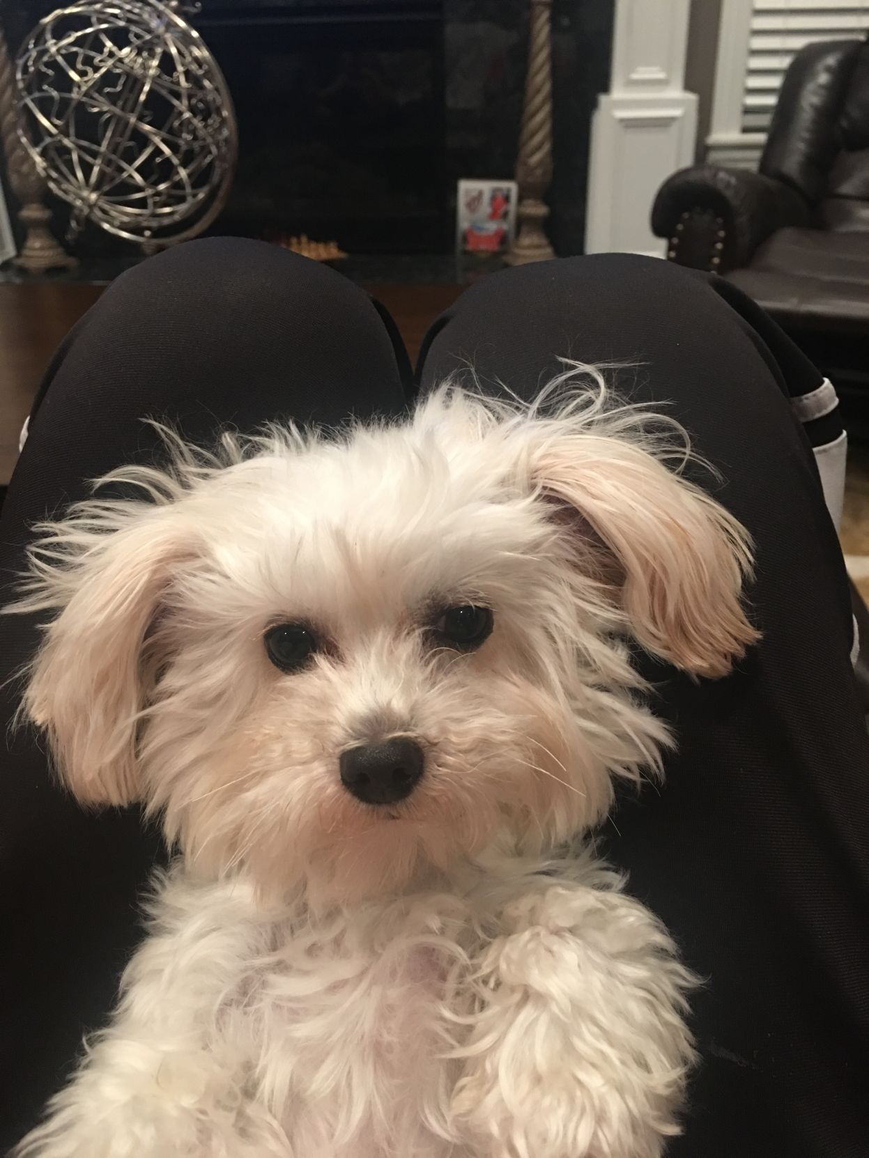 The Times Cutest Pets of Winter 2018